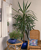 Yucca elephantipes 'Variegata' (Palm lily)