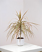 Dracaena marginata