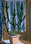 Euphorbia maguranathani