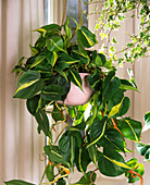 Philodendron scandens ' Brasil ' (kletternder Philodendron)