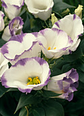 Eustoma grandiflorum