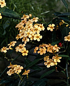 Euphorbia fulgens