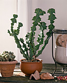 Euphorbia grandiconis