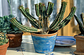 Euphorbia handiensis