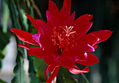 Epiphyllum hybrid 'Madagascar'