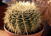 Echinocactus grusonii 'Schwiegermuttersessel'