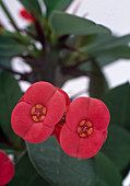 Euphorbia-Milii Hybride