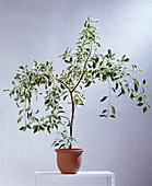 Ficus benjamina