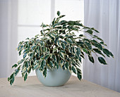 Ficus benjamina