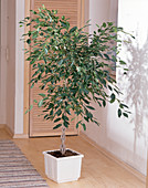 Ficus foliolia