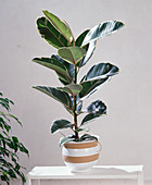 Ficus elastica 'Variegata' Gummibaum