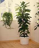 Ficus cyathistipula