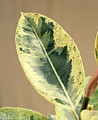 Ficus elastica 'Schrijveriana'