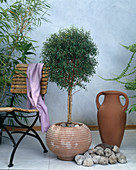 Ficus benjamina 'Mini Star'