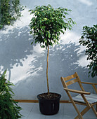 Ficus benjamina 'Reginald'