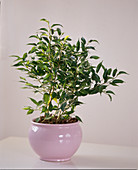 Ficus foliala