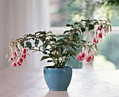 Fuchsia hybrid