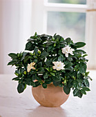 Gardenia jasminoides