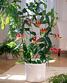 Gloriosa Rothschildiana