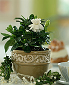 Gardenia jamesonii (gardenia)
