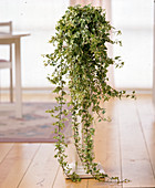 Hedera helix (white ivy) on column