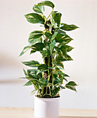 Epipremnum pinnatum (Ivy) as a free-standing plant