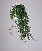 Hedera helix