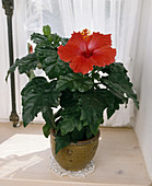 Hibiscus