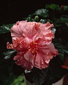 Hibiscus rosa-sinensis