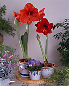 Hippeastrum -Hybr., Primula Acaulis