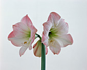 Hippeastrum hybrid