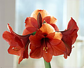 Hippeastrum hybrid