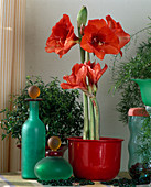 Hippeastrum hybrid