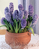 Hyacinthus orientalis