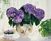 Hydrangea macrophylla