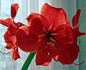 Hippeastrum hybrid