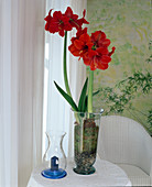 Hippeastrum hybrid