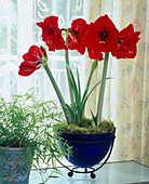 Hippeastrum hybrid