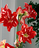 Hippeastrum hybr. 'Pasadena'