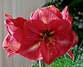 Hippeastrum hybrid 'Telstar'