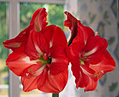 Hippeastrum hybrid