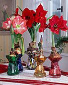 Hippeastrum hybrids (Amaryllis)