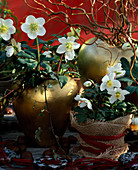 Helleborus niger (Christmas rose)