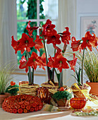 Hippeastrum hybrid