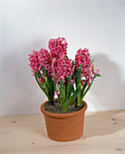 Hyacinthus orientalis