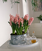 Hyacinthus orientalis