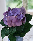 Hydrangea macrophylla