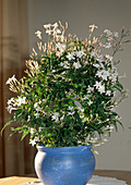 Jasminum officinalis