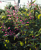 Salvia dorisiana (fruit sage)