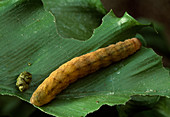 Raupe von Achateule (Phlogophora meticulosa) auf Blatt